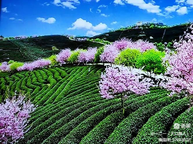 梵音袅袅，诗意清亭 凤凰梵音中的草木与禅心